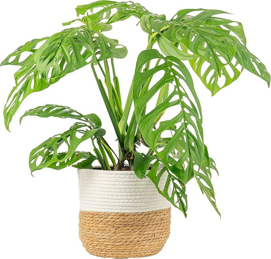 Costa Farms Monstera Esqueleto Live Plant | 2-3 Feet Tall | Large Tropical Houseplant in 10-Inch Plant Pot | Gift for Housewarming, Birthday | Perfect Decor for Home, Office, and Room