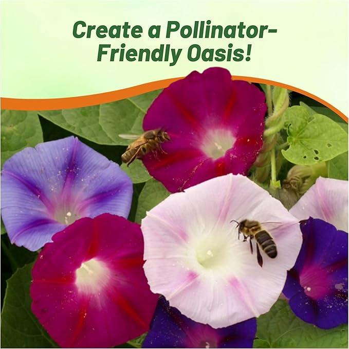 Outsidepride 500 Seeds Annual Ipomoea Purpurea Morning Glory Fieldgrown Climbing Vine Flower Seeds for Planting