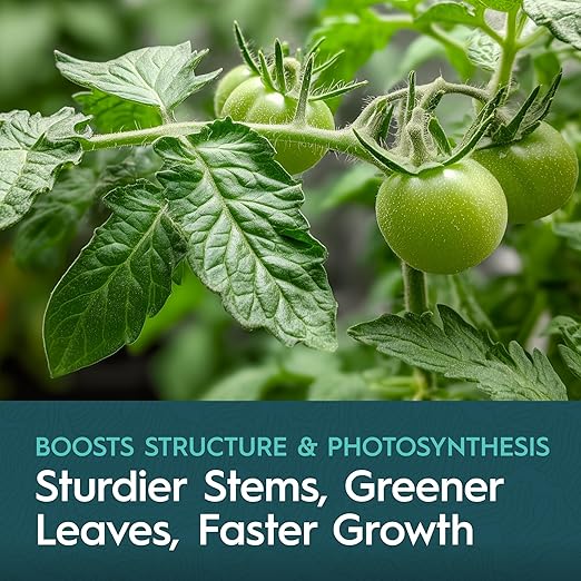 CaMg Gallon | High-Concentration Calcium and Magnesium Supplement with Nitrogen and Iron | Essential Micronutrient Blend for Vigorous Plant Growth