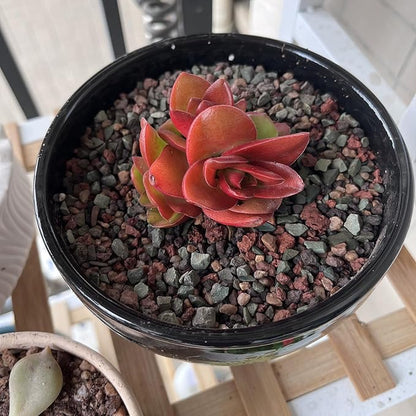 5 lbs Succulent Cactus Soil Potting Mix,1/4 inch Pumice Pebbles Mix Horticultural Lava Rock for Indoor Plants, Bonsai, Orchid