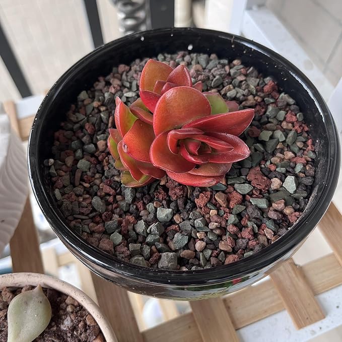 2 lbs Mix Horticultural Succulent Soil,1/4 Inch Pumice Gravel. Decorative Pebbles Lava Rock for Cactus, Bonsai, Orchid, Indoor Plants of Drainage, Ventilation and Root Growth