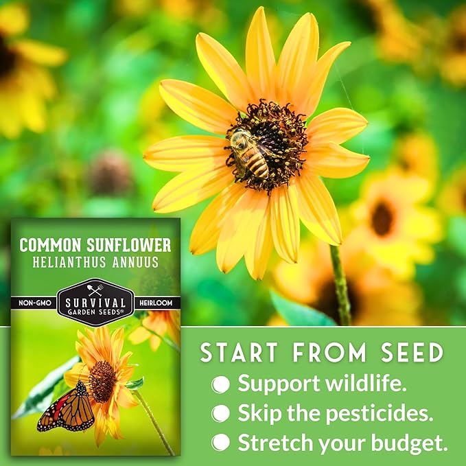 Survival Garden Seeds - Common Sunflower (Helianthus annuus) Seeds for Planting | Giant Bird & Pollinator Magnet | Fast-Growing Native Wildflower - 1 Pack