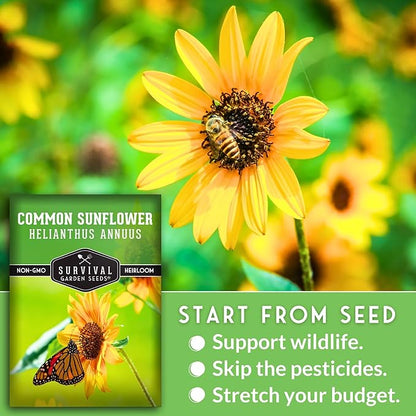 Survival Garden Seeds - Common Sunflower (Helianthus annuus) Seeds for Planting | Giant Bird & Pollinator Magnet | Fast-Growing Native Wildflower - 1 Pack