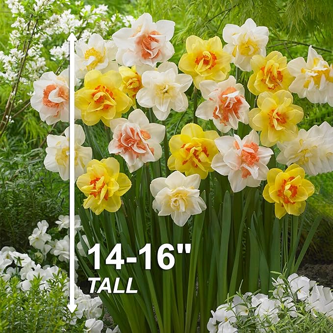 Garden State Bulb Double Mixed Daffodil Flower Bulbs, 14/16cm, Fall Planting (Bag of 100)