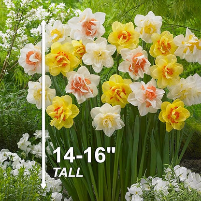 Garden State Bulb Double Mixed Daffodil Flower Bulbs, 14/16cm, Fall Planting (Bag of 100)