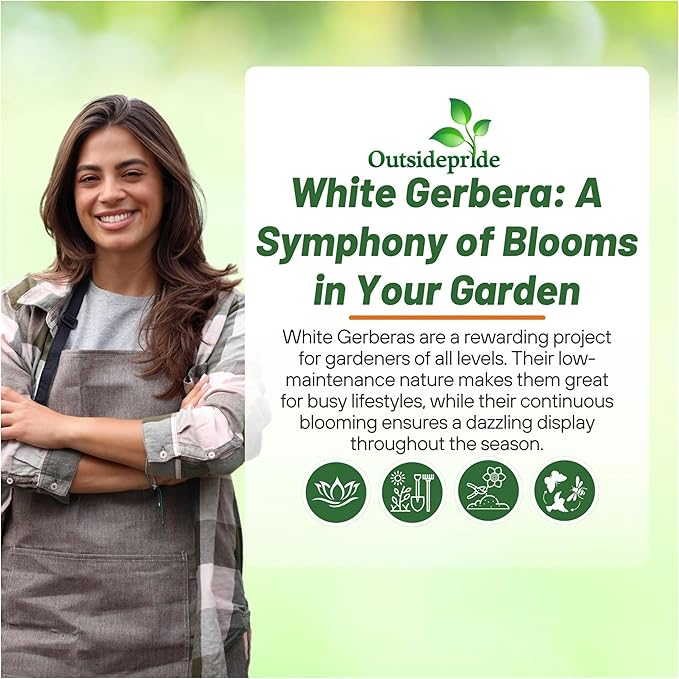 Outsidepride Vanilla Gerbera Seeds - 20 Pcs Perennial, Compact & Low Maintenance, Flower Seeds for Planting w/Vibrant White Blooms, Ideal for Garden Landscaping & Cut Flower Arrangements