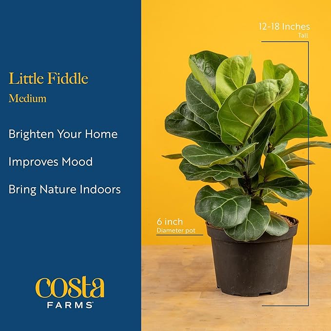 Costa Farms Baby Fiddle Leaf Fig Live Plant in Decorative Pot, Indoor Houseplant, Perfect for Home, Room, or Office Decor, Great House Warming or Birthday Gift, 12-18 Inches Tall