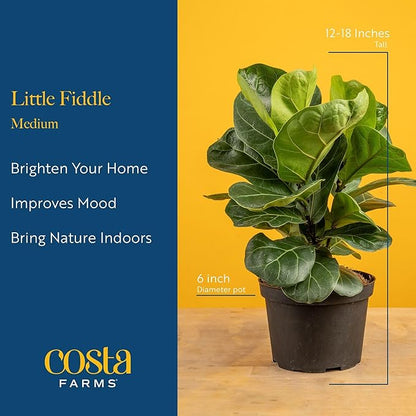 Costa Farms Baby Fiddle Leaf Fig Live Plant in Decorative Pot, Indoor Houseplant, Perfect for Home, Room, or Office Decor, Great House Warming or Birthday Gift, 12-18 Inches Tall