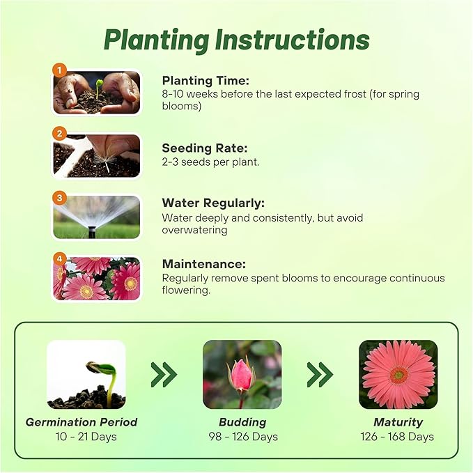 Outsidepride Rose Shades Gerbera Seeds - 20 Pcs Perennial, Compact & Low Maintenance, Flower Seeds for Planting w/Vibrant Rose Blooms, Ideal for Garden Landscaping & Cut Flower Arrangements