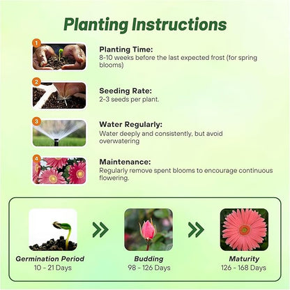 Outsidepride Rose Shades Gerbera Seeds - 20 Pcs Perennial, Compact & Low Maintenance, Flower Seeds for Planting w/Vibrant Rose Blooms, Ideal for Garden Landscaping & Cut Flower Arrangements