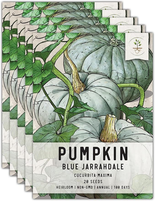 Seed Needs Pumpkin Seeds for Planting Blue Jarrahdale Pumpkins - Non-GMO Heirloom & Untreated Cucurbita Maxima Seed to Plant an Outdoor Home Grown Vegetable Garden (5 Packs)