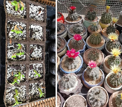 50 QT Professional Grade Horticultural Organic Vermiculite and Perlite (Perlite, 50 QT)