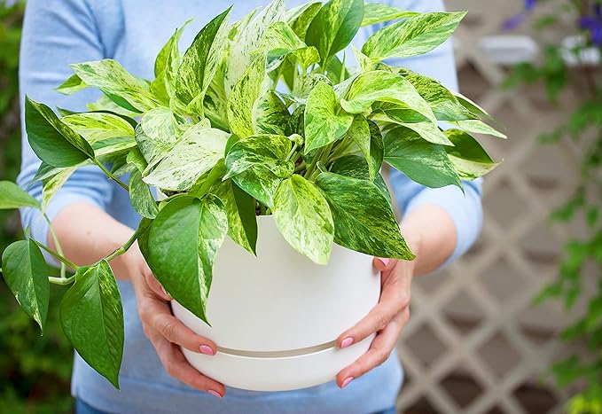 American Plant Exchange Marble Queen Pothos – Live 6-Inch Pot, Bright Green Trailing Vine, Easy-Care Air Purifying Houseplant for Hanging Planters, Shelves & Indoor Home or Office Décor