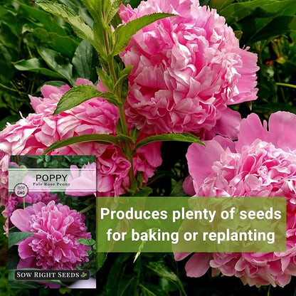 Sow Right Seeds - Pale Rose Peony Poppy Seeds for Planting - Non-GMO Heirloom Annual Variety - Beautiful Poppy Flowers - Ideal for Gardens, Flower Beds - Easy to Grow - Pink Peony Blossoms (1)