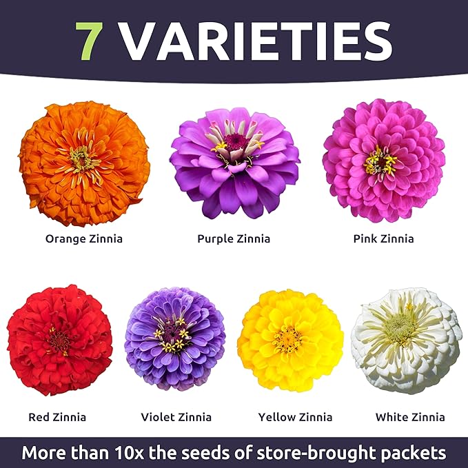 Zinnia Dahlia Mix - Large 1 Ounce Packet - 4,000 Flower Seeds for Planting - Zinnia elegans