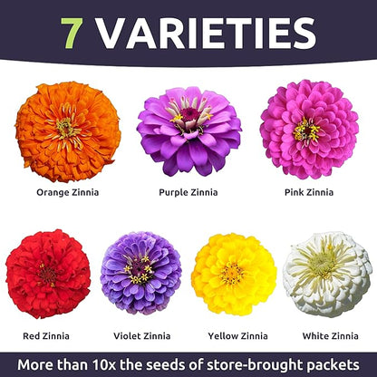 Zinnia Dahlia Mix - Large 1 Ounce Packet - 4,000 Flower Seeds for Planting - Zinnia elegans