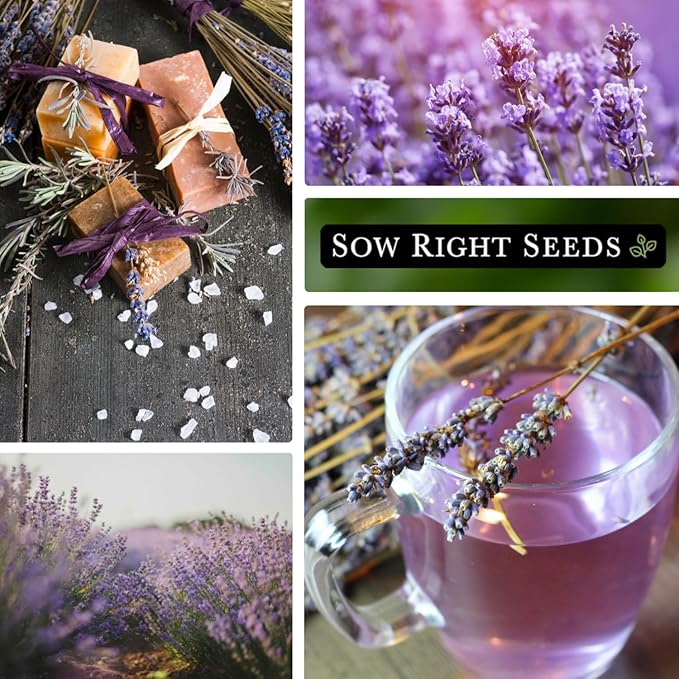 Sow Right Seeds - Bulk Lavender Seeds for Planting - 1.5 Grams, 1500 Seeds - Non-GMO Heirloom Jumbo Pack with Instructions to Grow an Indoor or Outdoor Herb Garden - Grow Loads of Purple Blooms