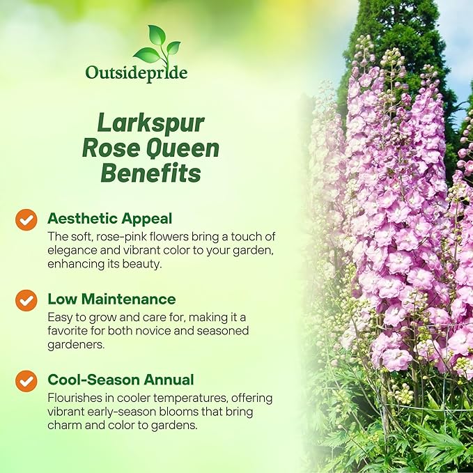 Outsidepride Delphinium Rose Larkspur Seeds for Planting Outdoors - 2000 Pcs Annual, Self-Seeding, Heat & Drought Tolerant Wildflower Seeds, Colorful Blooms for Flower Arrangement & Pollinator Garden