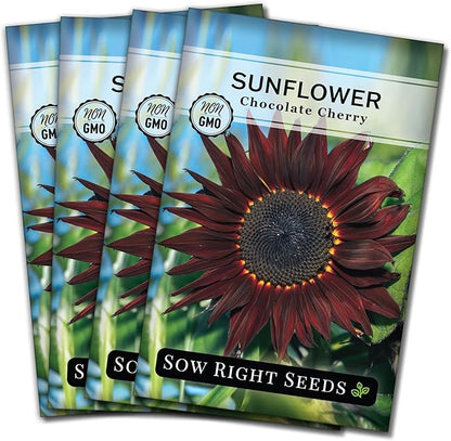 Sow Right Seeds - Chocolate Cherry Sunflower Seeds for Planting - Non-GMO Heirloom Packet with Instructions for Growing - Beautiful Giant Flower - Rare Burgundy and Dark Brown Petals (4)
