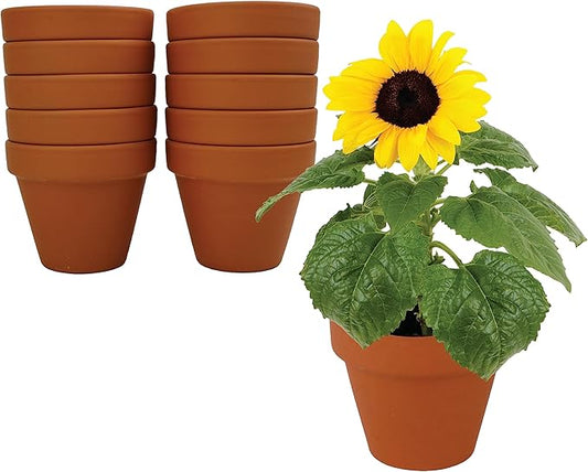 BUZZY Sunflower Seeds & Genuine Terracotta 7cm Pot Bulk Pack (10 Count), Includes 10 Each pots, Soil pellets, Seed Packs - Great for Favors, Crafts, School Projects, Starter Kits - Guaranteed to Grow