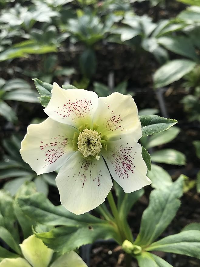 3 Containers of Mixed Lenten Rose/Hellebore in 2.5 Inch Pots- Great for Fall Planting!