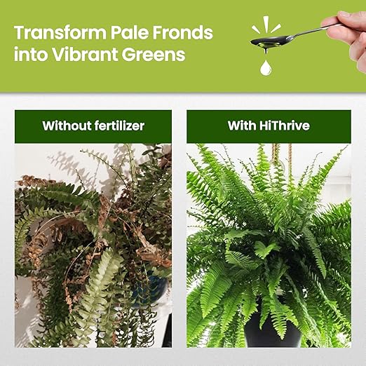 16oz Fern Fertilizer for Live Ferns - Makes 32 Gallons of Fertilizer for Ferns, Indoor Plant Food for Greener Growth and Dense, Resilient Fronds with Intricate Texture - Ideal for All Fern Plant Live