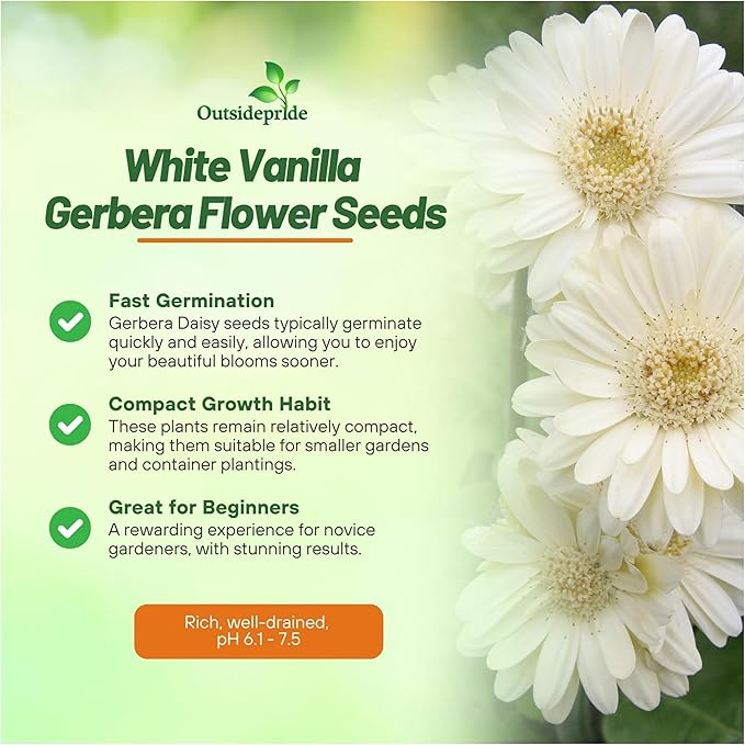 Outsidepride Vanilla Gerbera Seeds - 20 Pcs Perennial, Compact & Low Maintenance, Flower Seeds for Planting w/Vibrant White Blooms, Ideal for Garden Landscaping & Cut Flower Arrangements