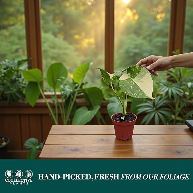 CoollectivePlants Monstera Thai Constellation – Rare Thai Constellation Monstera Live Plant in 4″ Grower’s Pot, Live Indoor House Plants, Low Maintenance Houseplant