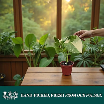 CoollectivePlants Monstera Thai Constellation – Rare Thai Constellation Monstera Live Plant in 4″ Grower’s Pot, Live Indoor House Plants, Low Maintenance Houseplant