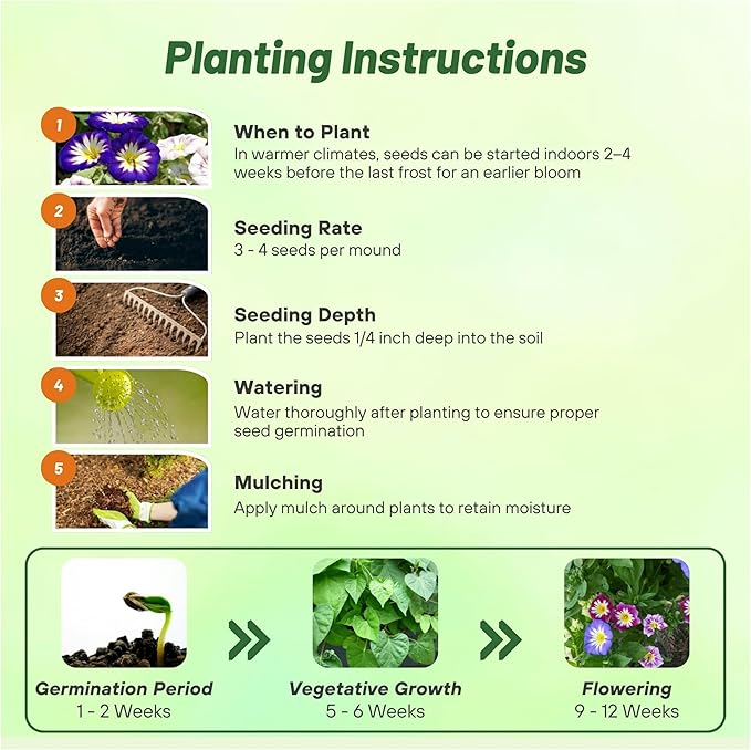 Outsidepride Ensign Mix Morning Glory Seeds - 1000 Pcs. Annual, Dwarf Mounding Flower Seeds for Planting Trumpet-Shaped Tricolored Blooms, Ideal for Garden Boxes, Beds & Containers