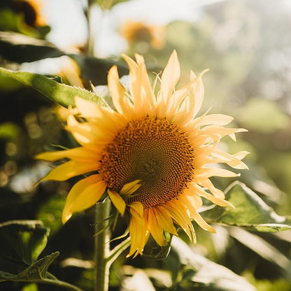 Peredovik Sunflower - 50 Seeds - Pollinator-Friendly, Attracts Birds, Bees & Butterflies, Non-GMO Russian Sunflower Seeds for Planting Outdoors in The Home Garden, Thresh Seed Company