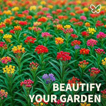 Mix Milkweed Seeds for Monarch Butterflies - 6 Individual Varieties Perennial Wildflower (120 Seeds per Pack) Colorful Pollinator Garden, Easy to Grow for Backyard & More (Mix Milkweed Seeds)