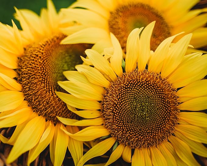 Peredovik Sunflower - 50 Seeds - Pollinator-Friendly, Attracts Birds, Bees & Butterflies, Non-GMO Russian Sunflower Seeds for Planting Outdoors in The Home Garden, Thresh Seed Company