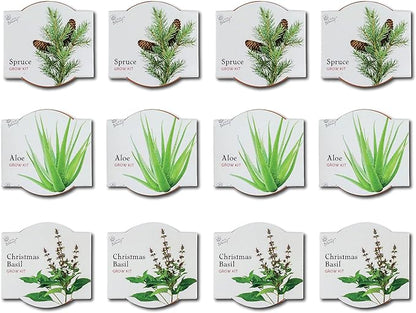 BUZZY Seeds Radiant Collection Grow Kits, 12-Pack Mini Terracotta Pots with Aloe, Christmas Basil, and Spruce Seed Packs,All-in-One Starter Set for All Ages, Gardening Gifts, Stocking Stuffers