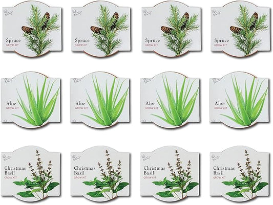 BUZZY Seeds Radiant Collection Grow Kits, 12-Pack Mini Terracotta Pots with Aloe, Christmas Basil, and Spruce Seed Packs,All-in-One Starter Set for All Ages, Gardening Gifts, Stocking Stuffers