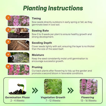 Outsidepride Delphinium Rose Larkspur Seeds for Planting Outdoors - 1000 Pcs Annual, Self-Seeding, Heat & Drought Tolerant Wildflower Seeds, Colorful Blooms for Flower Arrangement & Pollinator Garden