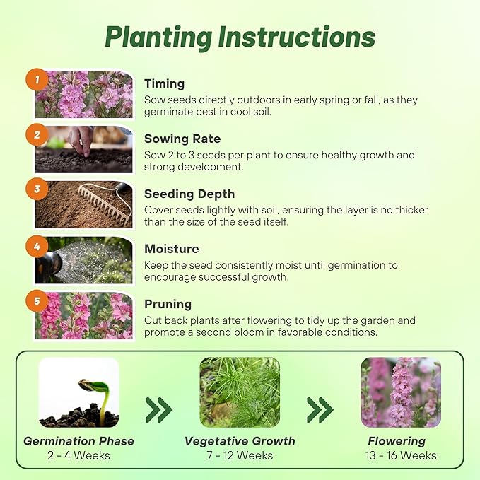 Outsidepride Delphinium Rose Larkspur Seeds for Planting Outdoors - 2000 Pcs Annual, Self-Seeding, Heat & Drought Tolerant Wildflower Seeds, Colorful Blooms for Flower Arrangement & Pollinator Garden