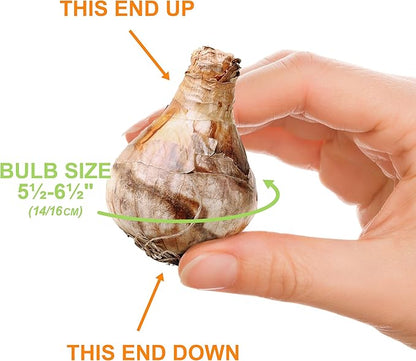 Garden State Bulb Double Mixed Daffodil Flower Bulbs, 14/16cm, Fall Planting (Bag of 25)