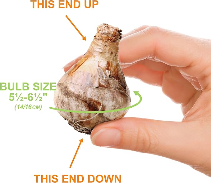 Garden State Bulb Double Mixed Daffodil Flower Bulbs, 14/16cm, Fall Planting (Bag of 50)