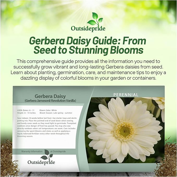 Outsidepride Vanilla Gerbera Seeds - 20 Pcs Perennial, Compact & Low Maintenance, Flower Seeds for Planting w/Vibrant White Blooms, Ideal for Garden Landscaping & Cut Flower Arrangements