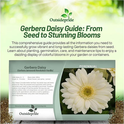 Outsidepride Vanilla Gerbera Seeds - 20 Pcs Perennial, Compact & Low Maintenance, Flower Seeds for Planting w/Vibrant White Blooms, Ideal for Garden Landscaping & Cut Flower Arrangements