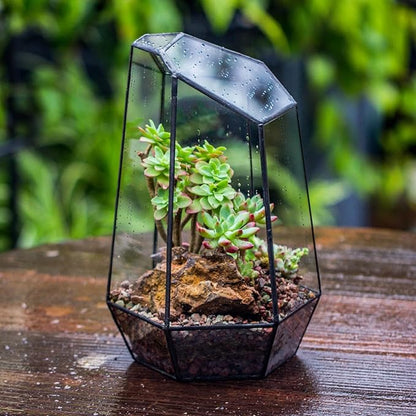 NCYP Geometric Glass Terrarium Planter for Succulent, Small Cacti, Black Irregular Opened Container Pot, Indoor Home Garden Office Tabletop Decor, 6.5" x 5.7" x 9.8" (No Plants, No Door)