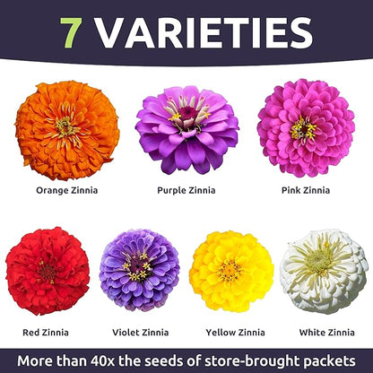 Zinnia Dahlia Mix - Bulk 1/4 Pound Pouch - 15,000 Flower Seeds for Planting - Zinnia elegans