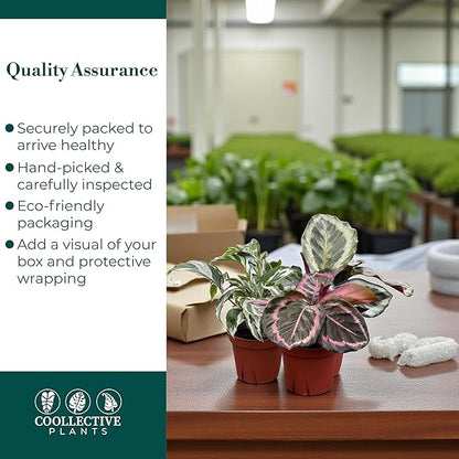 CoollectivePlants Calathea Assorted - Live Calathea Plant in 4″ Grower’s Pot, Easy Indoor House Plants, Pet Friendly Plants Indoor, Low Maintenance Houseplant (6 Pack)