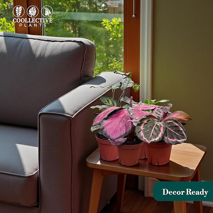 CoollectivePlants Calathea Plant Live in 4″ Nursery Pot – Assorted Indoor House Plants, Easy Care Indoor Plants, Starter Plant for Beginners (4-Pack)