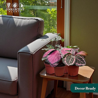 CoollectivePlants Calathea Assorted Collection – Live Indoor Plants in 4" Grower’s Pots (10 Pack), Easy to Grow Beginner Houseplants, Includes UniHeat Pack for Winter Protection