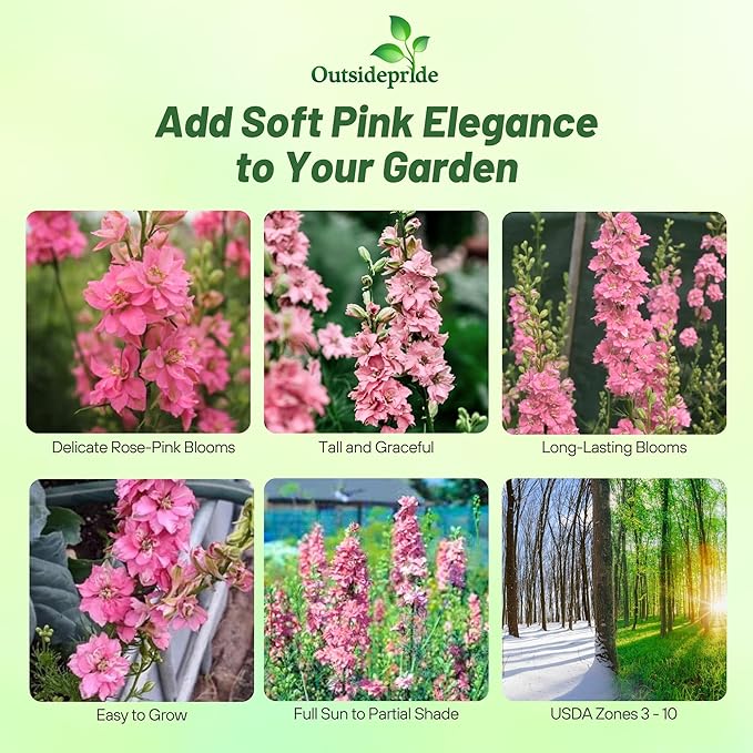 Outsidepride Delphinium Rose Larkspur Seeds for Planting Outdoors - 2000 Pcs Annual, Self-Seeding, Heat & Drought Tolerant Wildflower Seeds, Colorful Blooms for Flower Arrangement & Pollinator Garden
