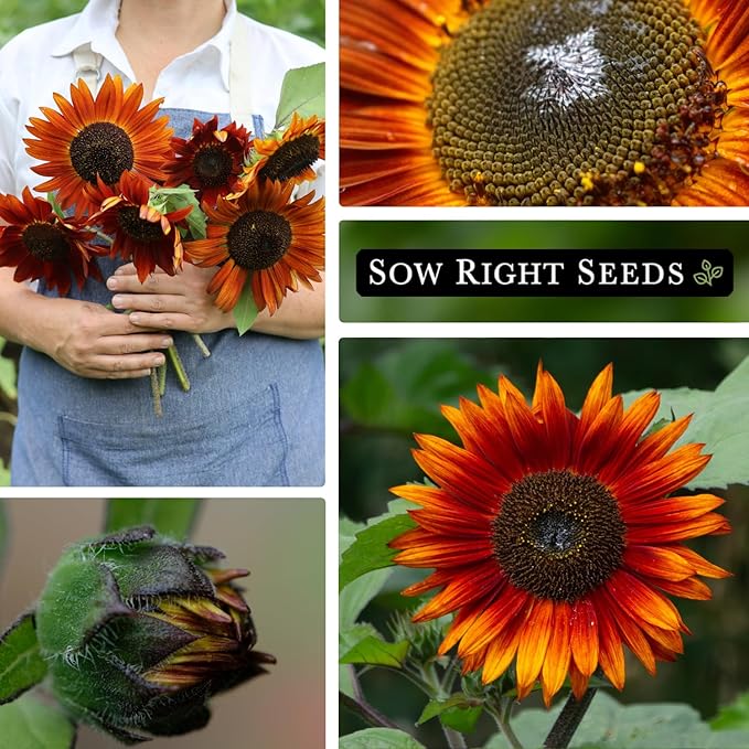 Sow Right Seeds - Velvet Queen Sunflower Seeds for Planting - Grow Giant Sunflowers Outdoors in Your Garden - Non-GMO Heirloom Packet - Deep Red Burgundy Blooms - Tall Annual Variety - Rare Color (2)