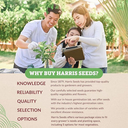 Garden Trends - Ornamental Corn Seeds - Bloody Butcher Variety - Non-GMO Vegetable for Outdoor Planting Home Garden - Blood Red Kernel Color - 100 Seeds