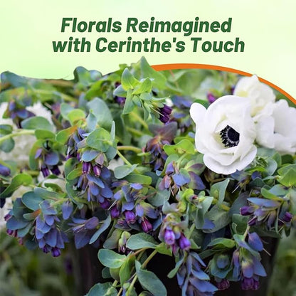 Outsidepride Cerinthe Major Honeywort Seeds - 50 Pcs. Annual, Self-Sowing & Easy to Grow, Flower Seeds for Planting, Vibrant Purple-Blue Tube-Like Blooms for Garden Beds, Borders & Container Displays